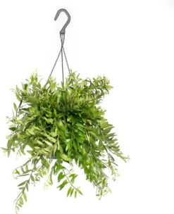 Lipstickplant In Hangpot (Aeschynanthus 'Japhrolepis') D 15 H 25 Cm