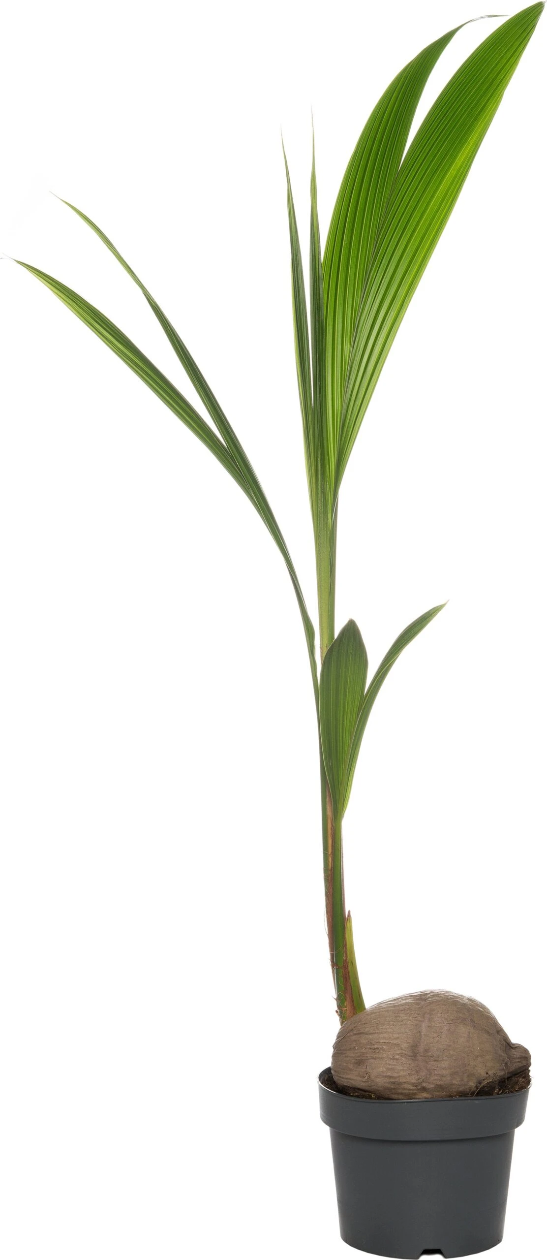 Kokospalm (Cocos Nucifera) D 19 H 120 Cm 3 Kokospalm (Cocos Nucifera) D 19 H 120 Cm