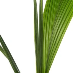 Kokospalm (Cocos Nucifera) D 19 H 120 Cm 5 Kokospalm (Cocos Nucifera) D 19 H 120 Cm -Groene Bloom Winkel 8717263113829 2