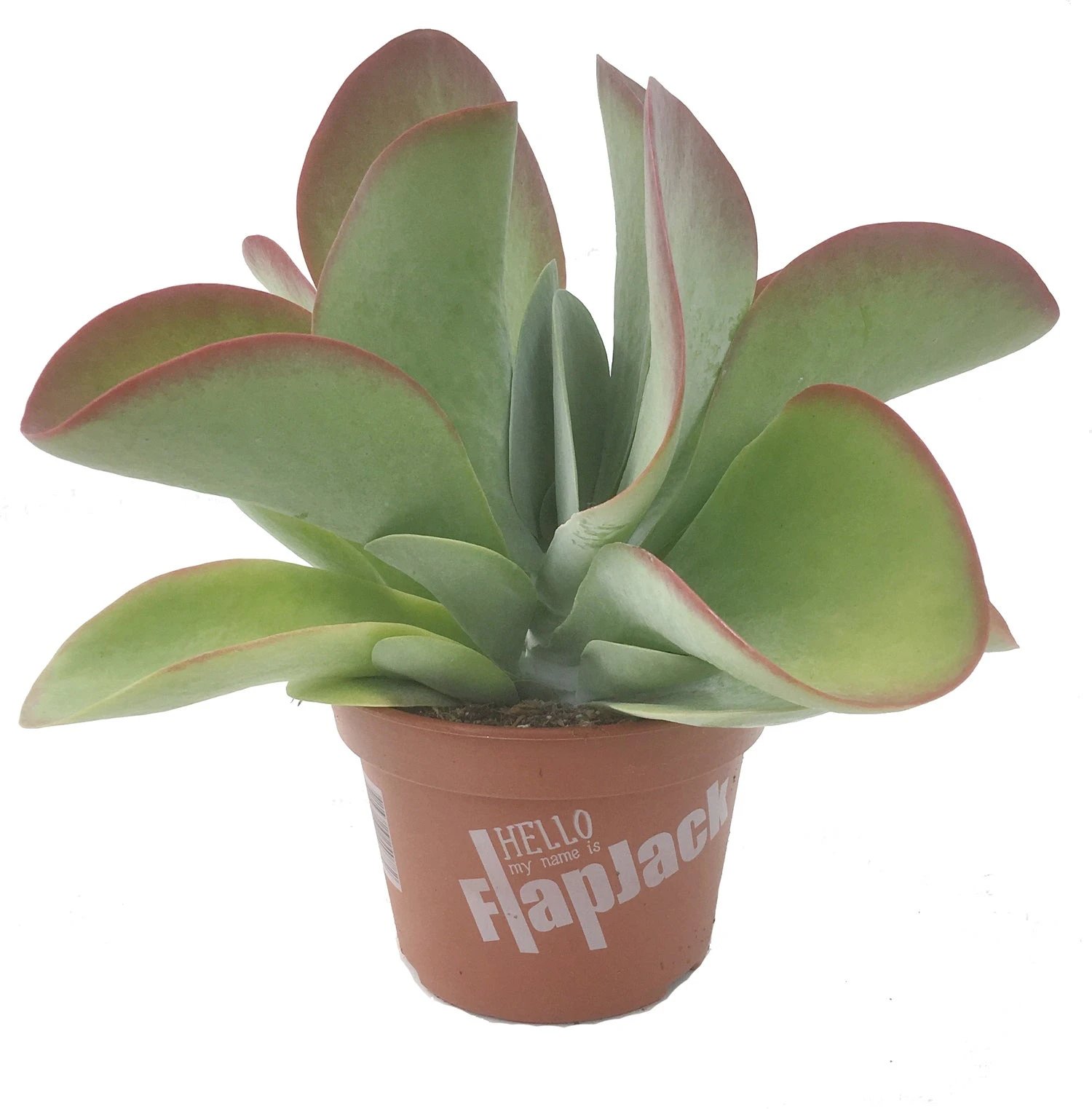 Woestijnroos (Kalanchoë Thyrsiflora 'Red Lips') D 13 H 25 Cm 3 Woestijnroos (Kalanchoë Thyrsiflora 'Red Lips') D 13 H 25 Cm