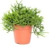 Rotskoraal (Rhipsalis Heteroclada) D 12 H 25 Cm 1 Rotskoraal (Rhipsalis Heteroclada) D 12 H 25 Cm -Groene Bloom Winkel 8717263113973 3 1