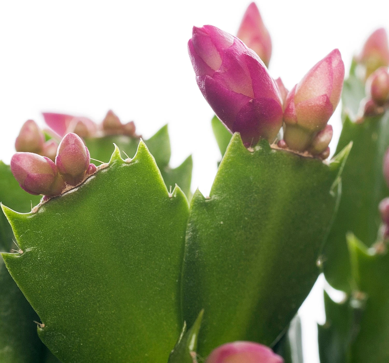 Lidcactus (Schlumbergera) Paars D 13 H 35 Cm 4 Lidcactus (Schlumbergera) Paars D 13 H 35 Cm - Afbeelding 2