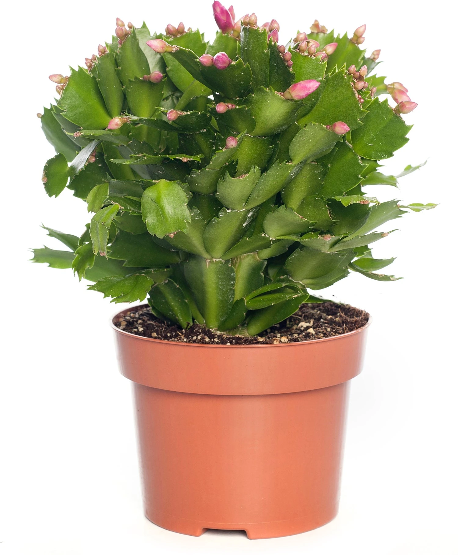 Lidcactus (Schlumbergera) Paars D 13 H 35 Cm 5 Lidcactus (Schlumbergera) Paars D 13 H 35 Cm - Afbeelding 3