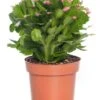 Lidcactus (Schlumbergera) Paars D 13 H 35 Cm 2 Lidcactus (Schlumbergera) Paars D 13 H 35 Cm -Groene Bloom Winkel 8717263114161 3 1