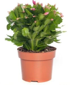 Lidcactus (Schlumbergera) Paars D 13 H 35 Cm