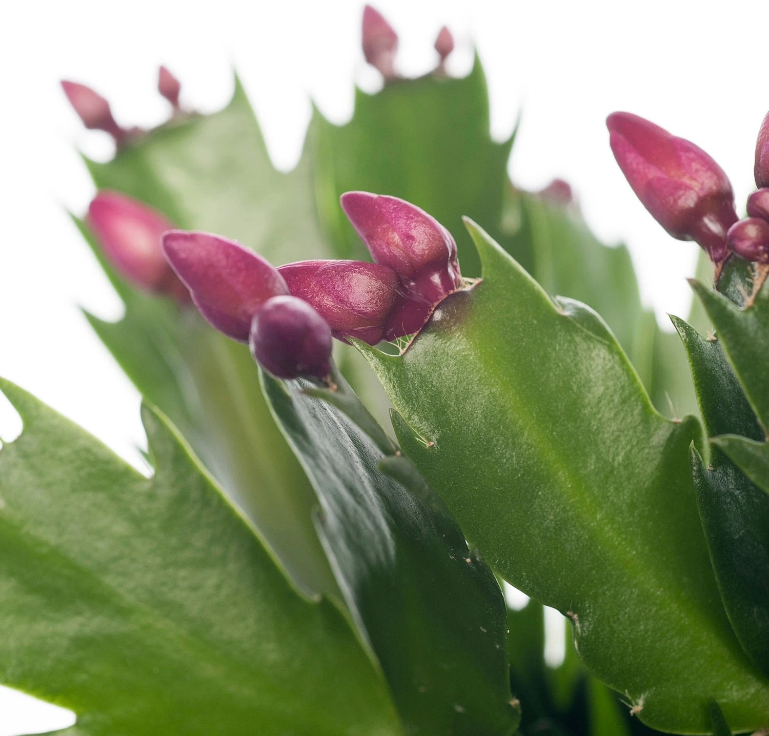 Lidcactus (Schlumbergera) Rood D 13 H 35 Cm 4 Lidcactus (Schlumbergera) Rood D 13 H 35 Cm - Afbeelding 2