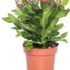 Lidcactus (Schlumbergera) Rood D 13 H 35 Cm -Groene Bloom Winkel 8717263114192 2 1