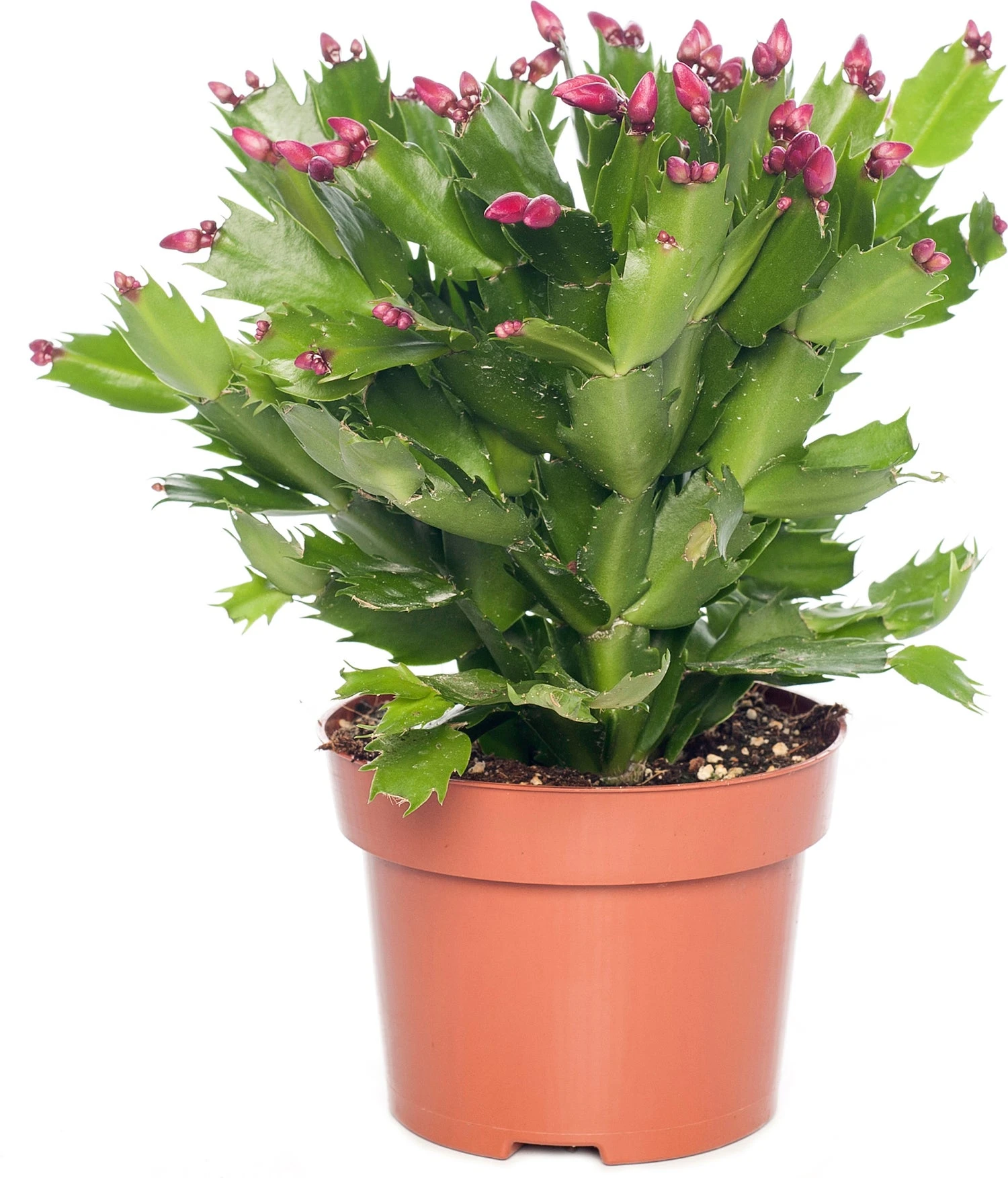 Lidcactus (Schlumbergera) Rood D 13 H 35 Cm 3 Lidcactus (Schlumbergera) Rood D 13 H 35 Cm