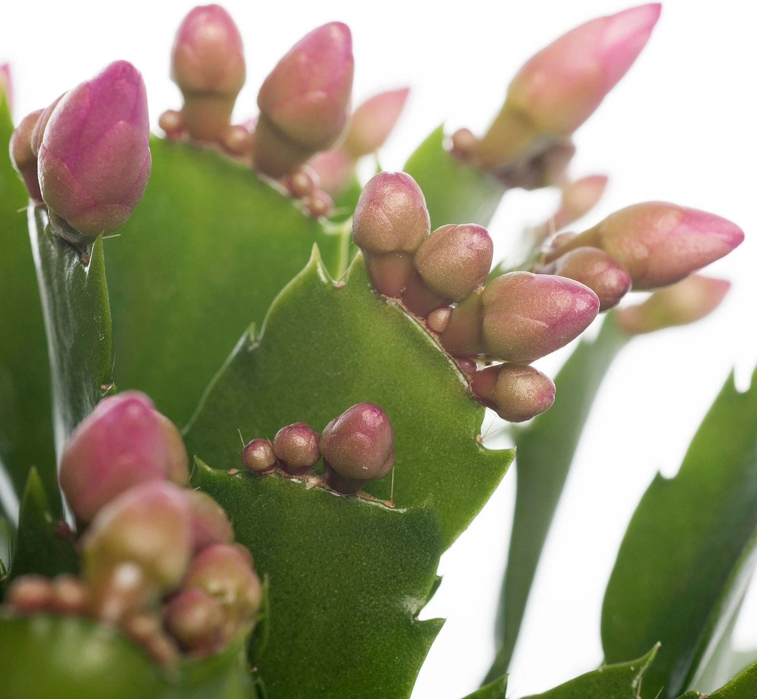 Lidcactus (Schlumbergera) Roze D 13 H 35 Cm 4 Lidcactus (Schlumbergera) Roze D 13 H 35 Cm - Afbeelding 2