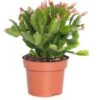 Lidcactus (Schlumbergera) Roze D 13 H 35 Cm 1 Lidcactus (Schlumbergera) Roze D 13 H 35 Cm -Groene Bloom Winkel 8717263114222 2 1