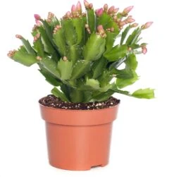 Lidcactus (Schlumbergera) Roze D 13 H 35 Cm