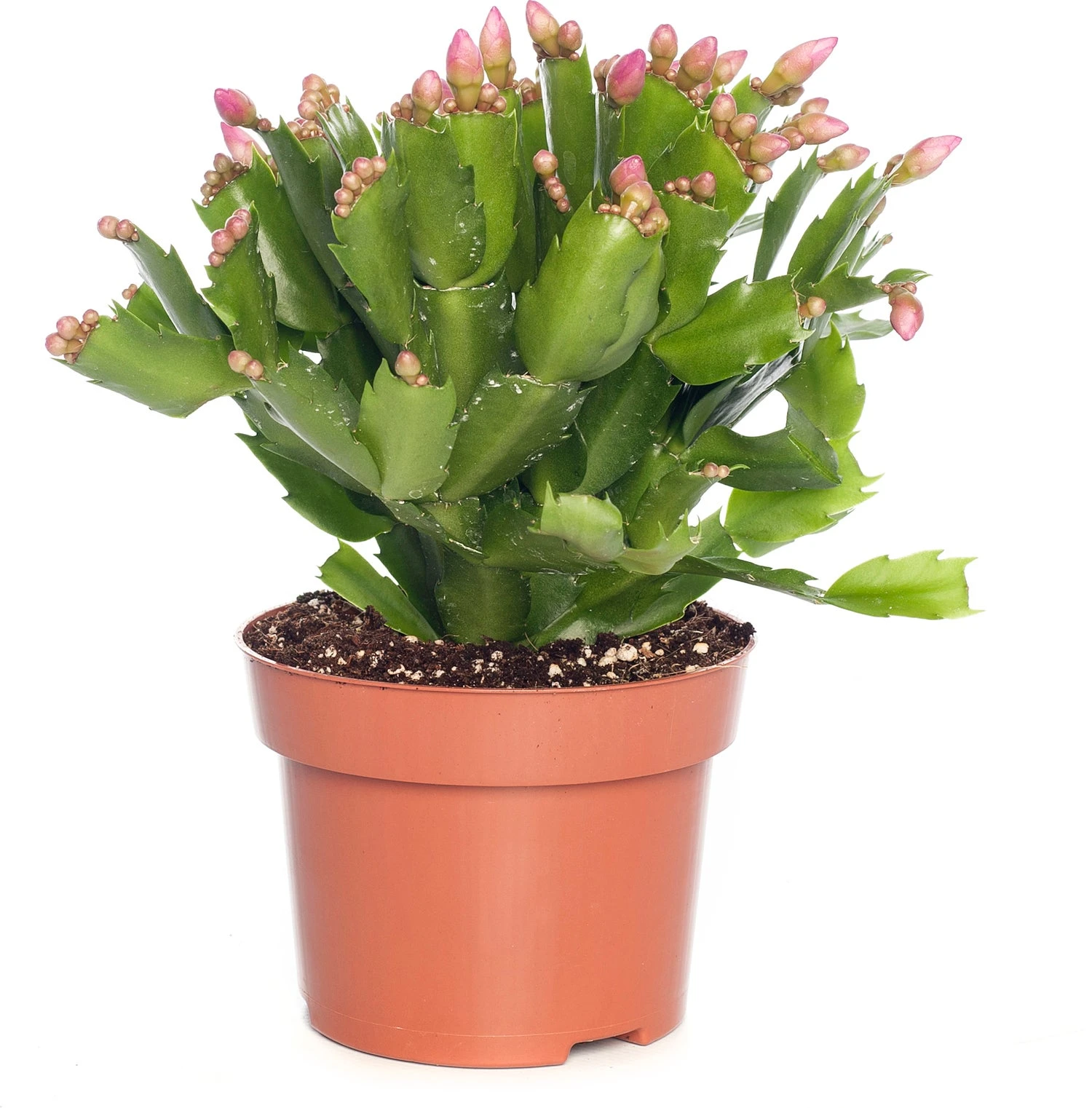 Lidcactus (Schlumbergera) Roze D 13 H 35 Cm 3 Lidcactus (Schlumbergera) Roze D 13 H 35 Cm