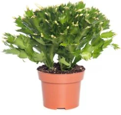 Lidcactus (Schlumbergera) Wit D 13 H 35 Cm