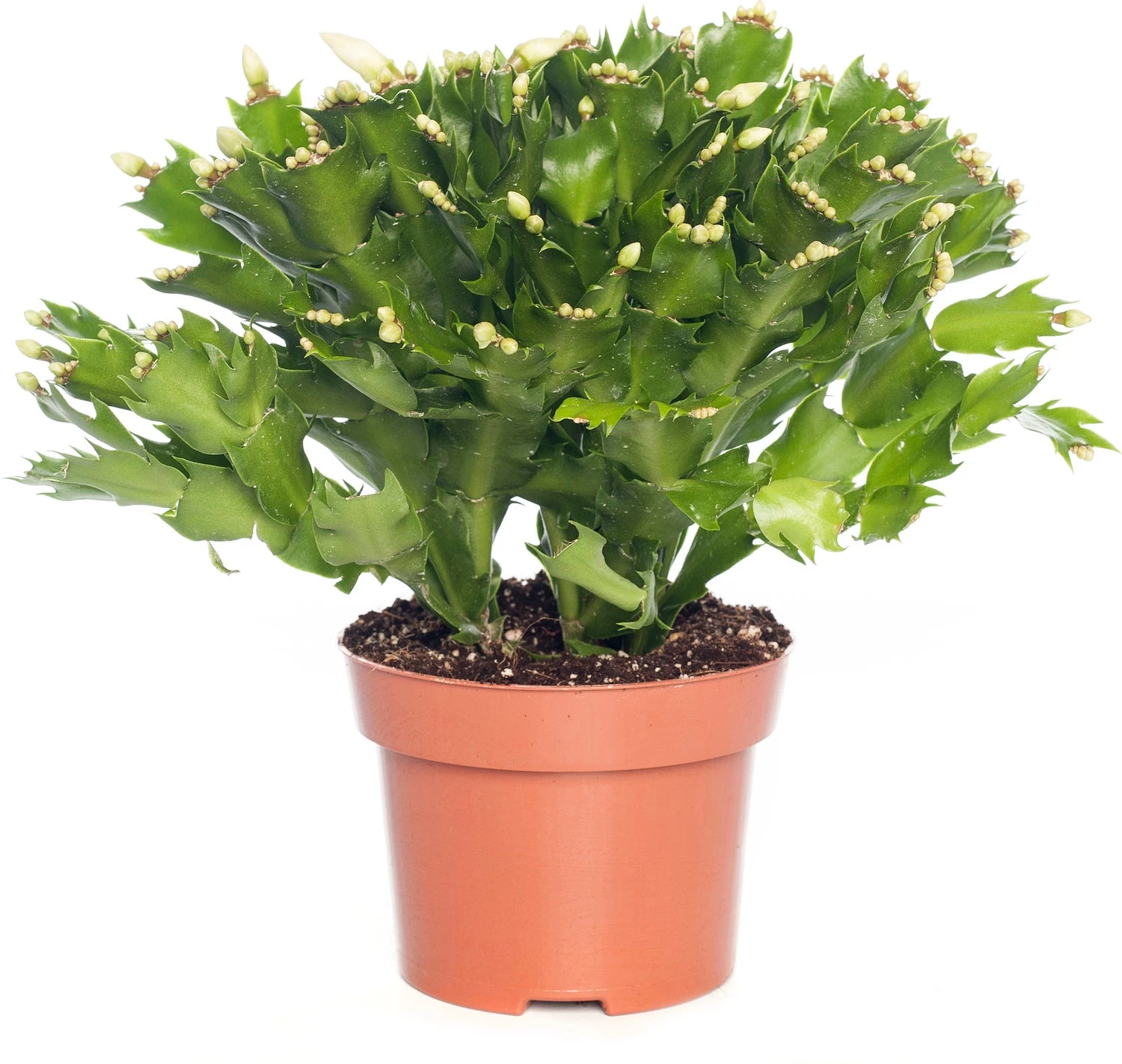 Lidcactus (Schlumbergera) Wit D 13 H 35 Cm 3 Lidcactus (Schlumbergera) Wit D 13 H 35 Cm