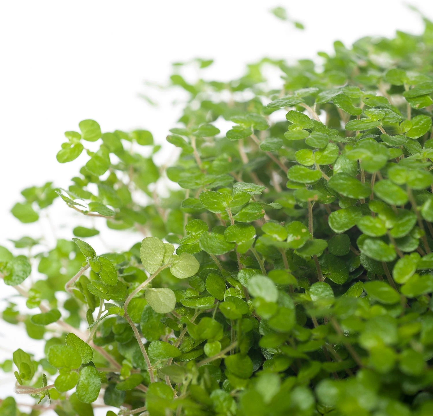 Slaapkamergeluk (Soleirolia Soleirolii) D 13 H 15 Cm 4 Slaapkamergeluk (Soleirolia Soleirolii) D 13 H 15 Cm - Afbeelding 2