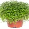 Slaapkamergeluk (Soleirolia Soleirolii) D 13 H 15 Cm -Groene Bloom Winkel 8717263114284 2