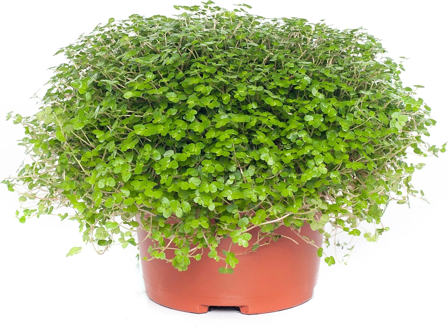 Slaapkamergeluk (Soleirolia Soleirolii) D 13 H 15 Cm 3 Slaapkamergeluk (Soleirolia Soleirolii) D 13 H 15 Cm