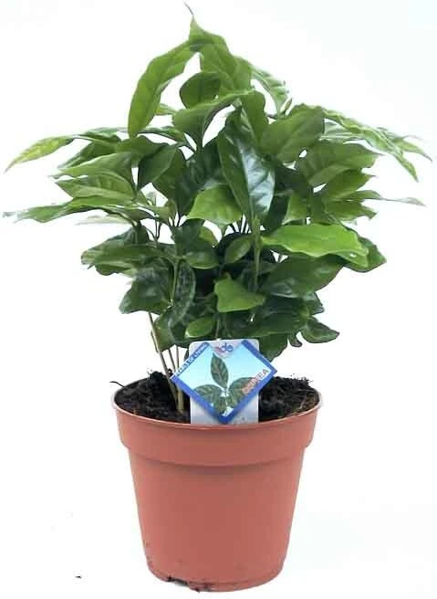 Koffieplant (Coffea Arabica) D 12 H 25 Cm 4 Koffieplant (Coffea Arabica) D 12 H 25 Cm - Afbeelding 2