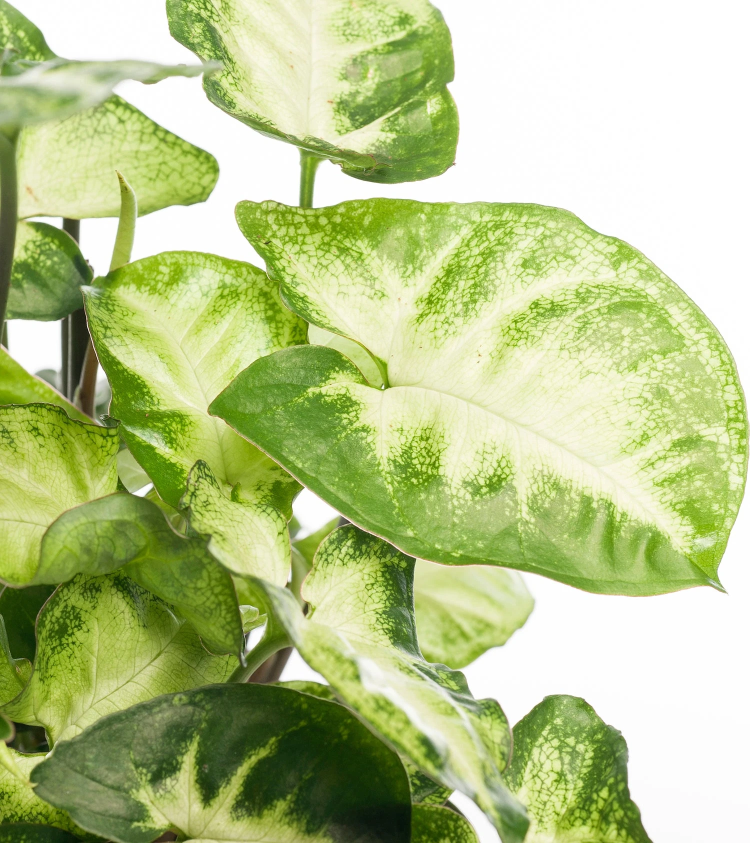 Syngonium (Syngonium 'Pixie') D 12 H 20 Cm 4 Syngonium (Syngonium 'Pixie') D 12 H 20 Cm - Afbeelding 2