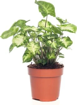 Syngonium (Syngonium 'Pixie') D 12 H 20 Cm