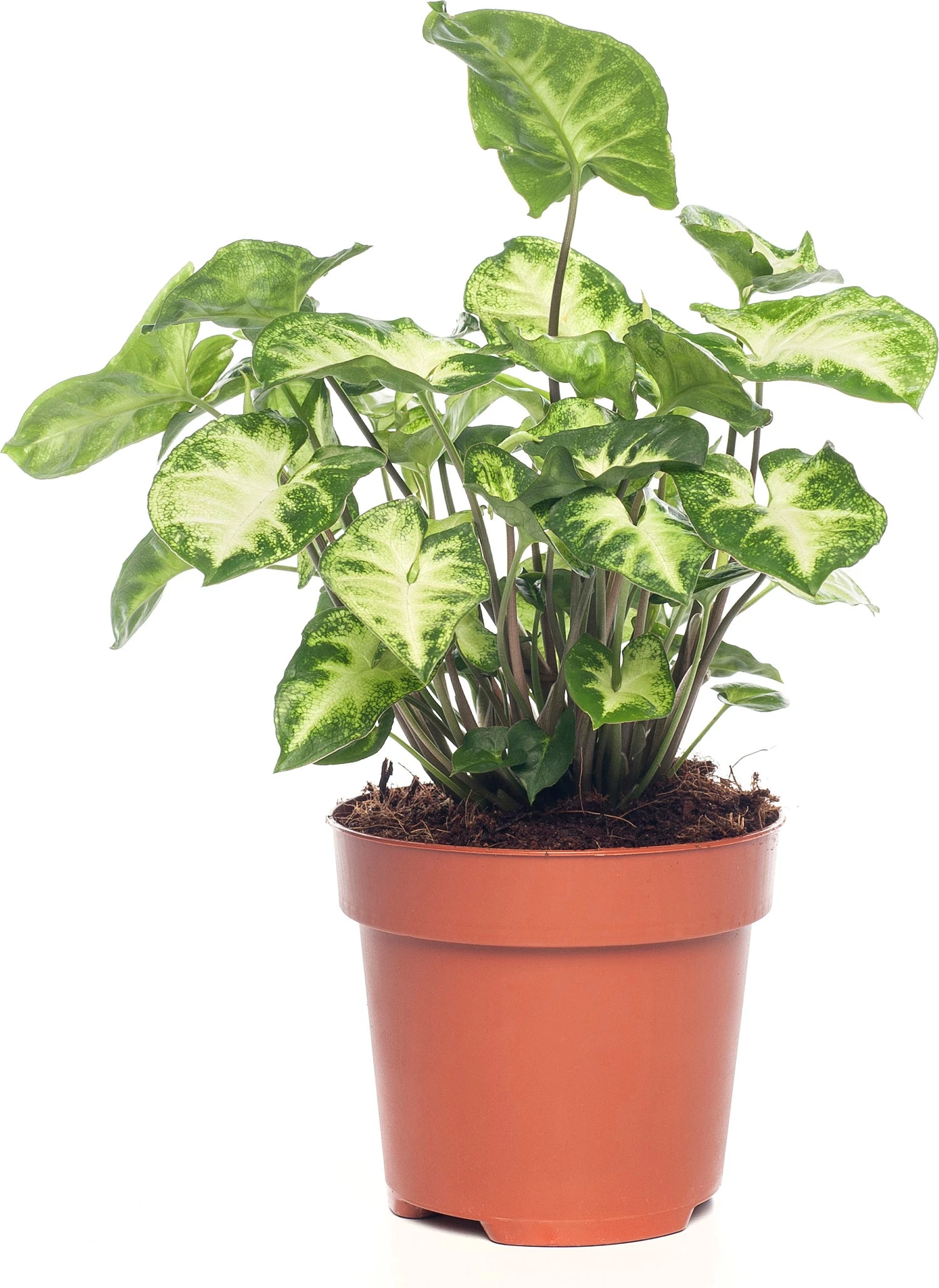 Syngonium (Syngonium 'Pixie') D 12 H 20 Cm 3 Syngonium (Syngonium 'Pixie') D 12 H 20 Cm