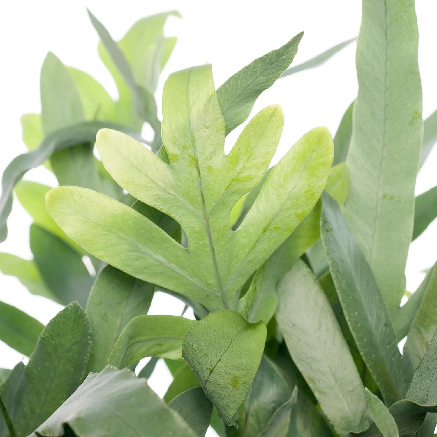 Blauwvaren (Phlebodium Aureum 'Blue Star') D 19 H 55 Cm 4 Blauwvaren (Phlebodium Aureum 'Blue Star') D 19 H 55 Cm - Afbeelding 2