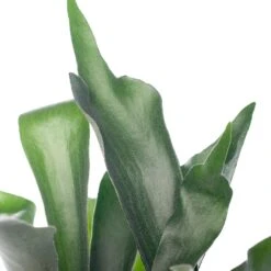 Hertshoornvaren (Platycerium Bifurcatum) D 12 H 35 Cm -Groene Bloom Winkel 8717263114611 1 1