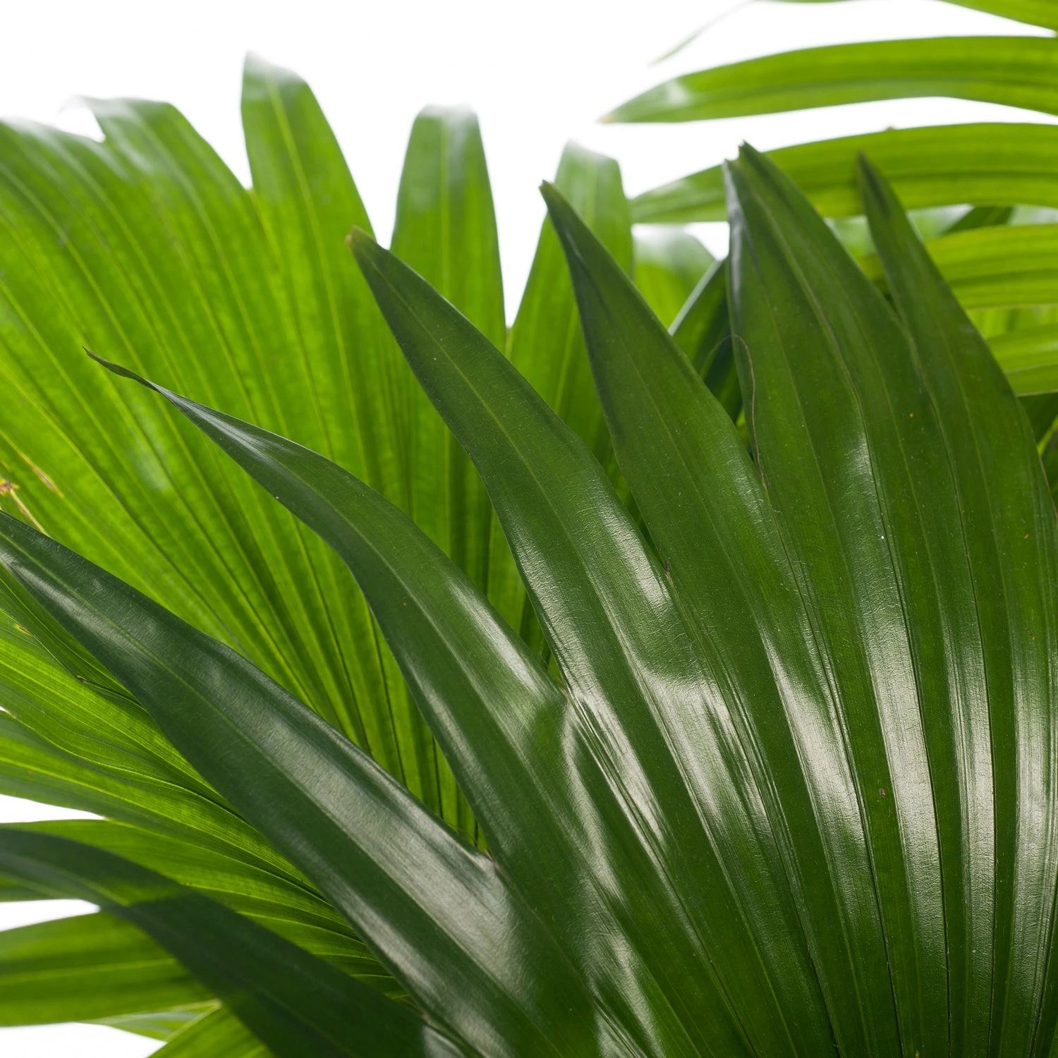 Waaierpalm (Livistona Rotundifolia) D 17 H 60 Cm 4 Waaierpalm (Livistona Rotundifolia) D 17 H 60 Cm - Afbeelding 2