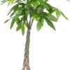 Geldboom (Pachira Aquatica) D 35 H 190 Cm -Groene Bloom Winkel 8717263114864