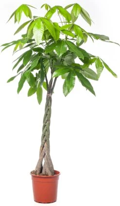 Geldboom (Pachira Aquatica) D 35 H 190 Cm 6 Geldboom (Pachira Aquatica) D 35 H 190 Cm -Groene Bloom Winkel 8717263114864 1 1