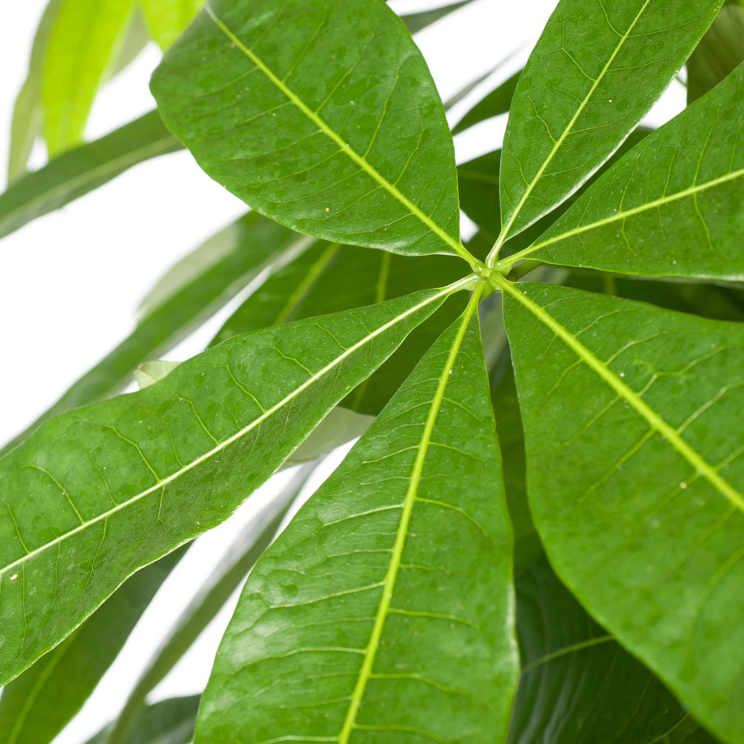 Geldboom (Pachira Aquatica) D 35 H 190 Cm 5 Geldboom (Pachira Aquatica) D 35 H 190 Cm - Afbeelding 3