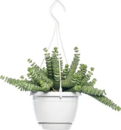 Crassula In Hangpot (Crassula Marnieriana 'Hottentot') D 14 H 30 Cm