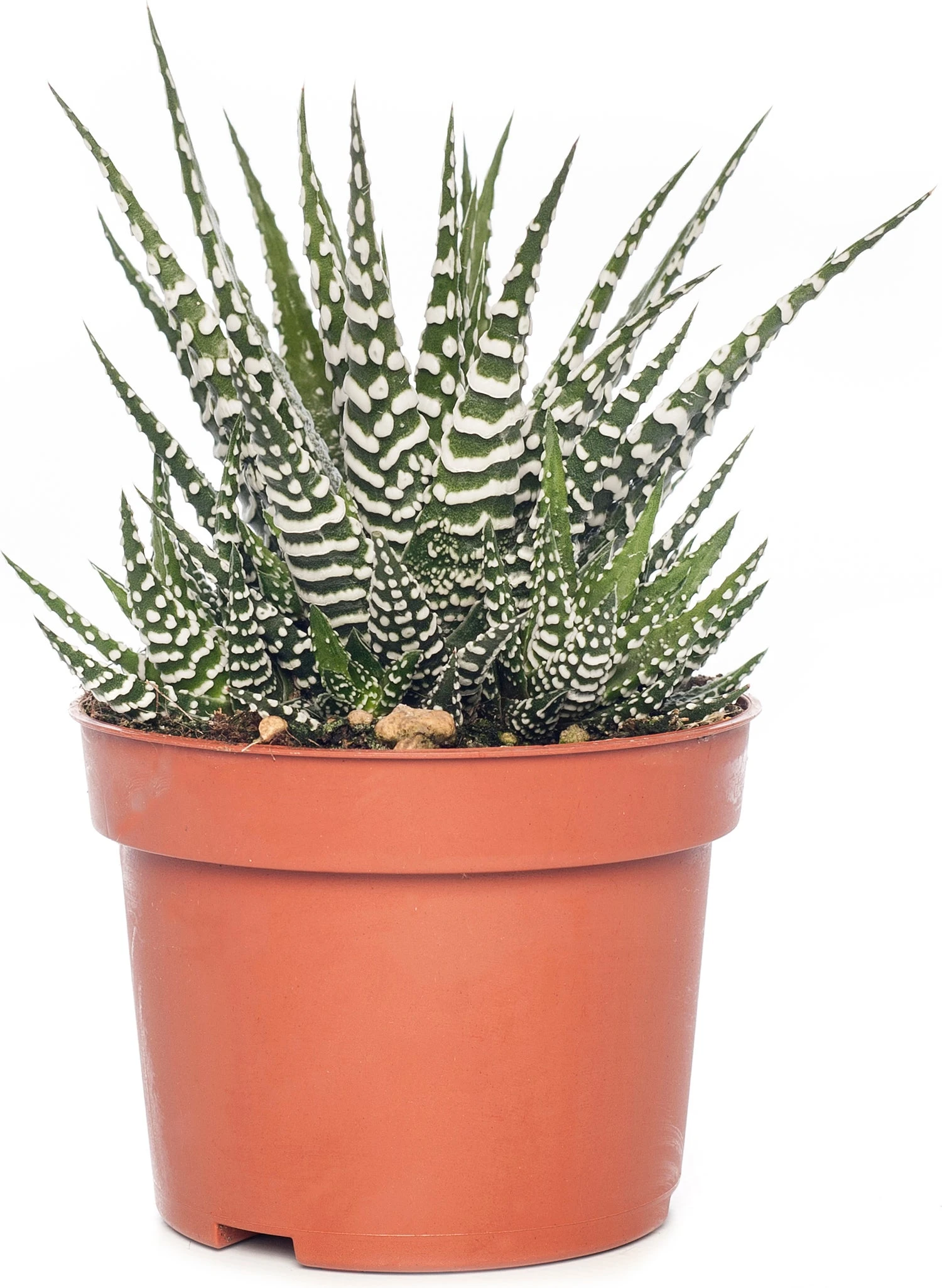 Haworthia (Haworthia Fasciata 'Big Band') D 10,5 H 17 Cm 3 Haworthia (Haworthia Fasciata 'Big Band') D 10,5 H 17 Cm