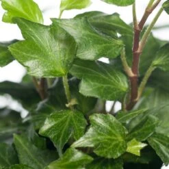 Klimop (Hedera Helix 'Jessica') D 13 H 25 Cm -Groene Bloom Winkel 8717263115151 1 1