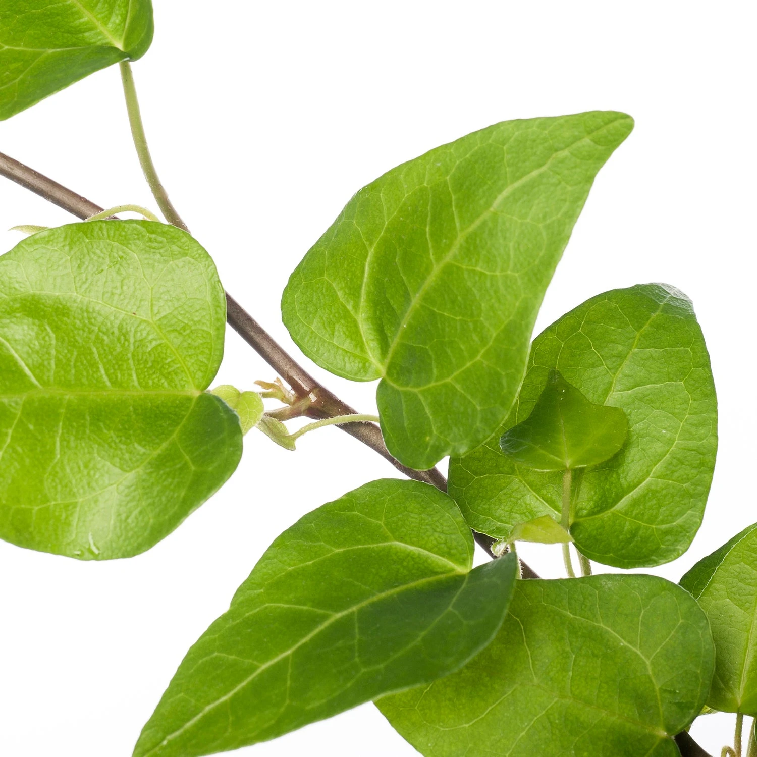 Klimop (Hedera Helix 'Mein Herz') D 13 H 25 Cm 4 Klimop (Hedera Helix 'Mein Herz') D 13 H 25 Cm - Afbeelding 2