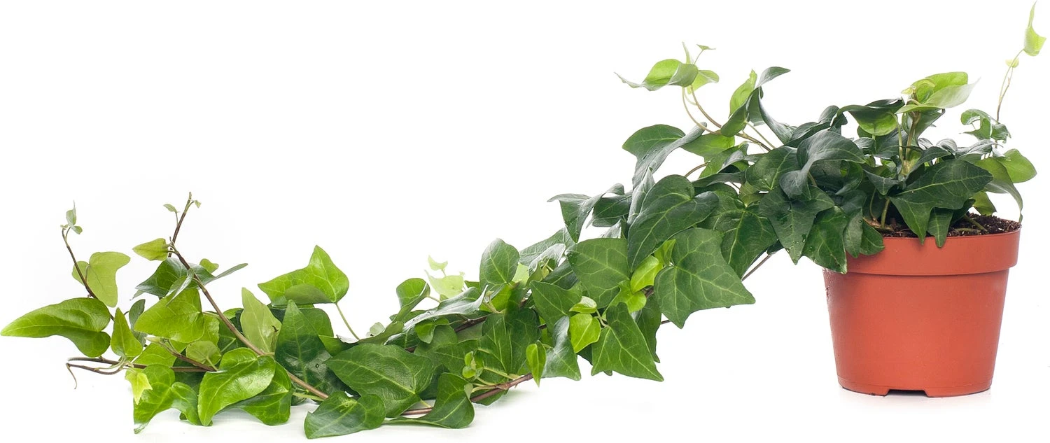 Klimop (Hedera Helix 'Mein Herz') D 13 H 25 Cm 3 Klimop (Hedera Helix 'Mein Herz') D 13 H 25 Cm