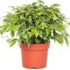 Treurvijg (Ficus Benjamina 'Kinky') D 12 H 25 Cm -Groene Bloom Winkel 8717263115373 3