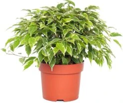 Treurvijg (Ficus Benjamina 'Kinky') D 12 H 25 Cm