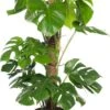 Gatenplant (Monstera Pertusum) D 24 H 110 Cm -Groene Bloom Winkel 8717263115632 1 3 1