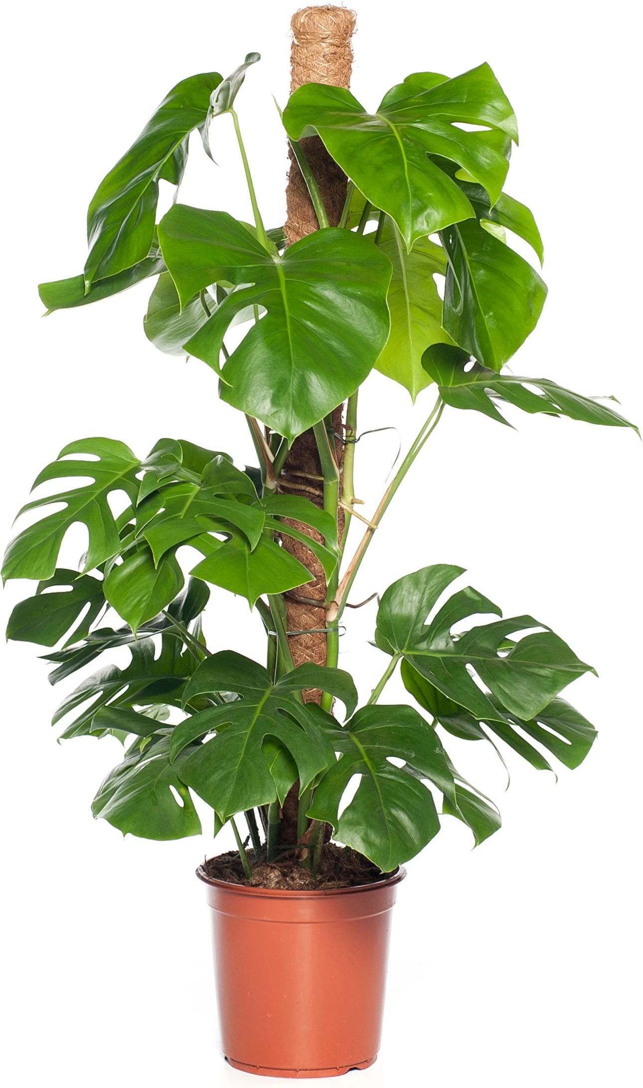 Gatenplant (Monstera Pertusum) D 24 H 110 Cm 3 Gatenplant (Monstera Pertusum) D 24 H 110 Cm