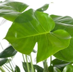 Gatenplant (Monstera Delicosa) D 21 H 75 Cm 5 Gatenplant (Monstera Delicosa) D 21 H 75 Cm -Groene Bloom Winkel 8717263115663 1 1
