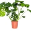 Gatenplant (Monstera Delicosa) D 21 H 75 Cm 2 Gatenplant (Monstera Delicosa) D 21 H 75 Cm -Groene Bloom Winkel 8717263115663 2