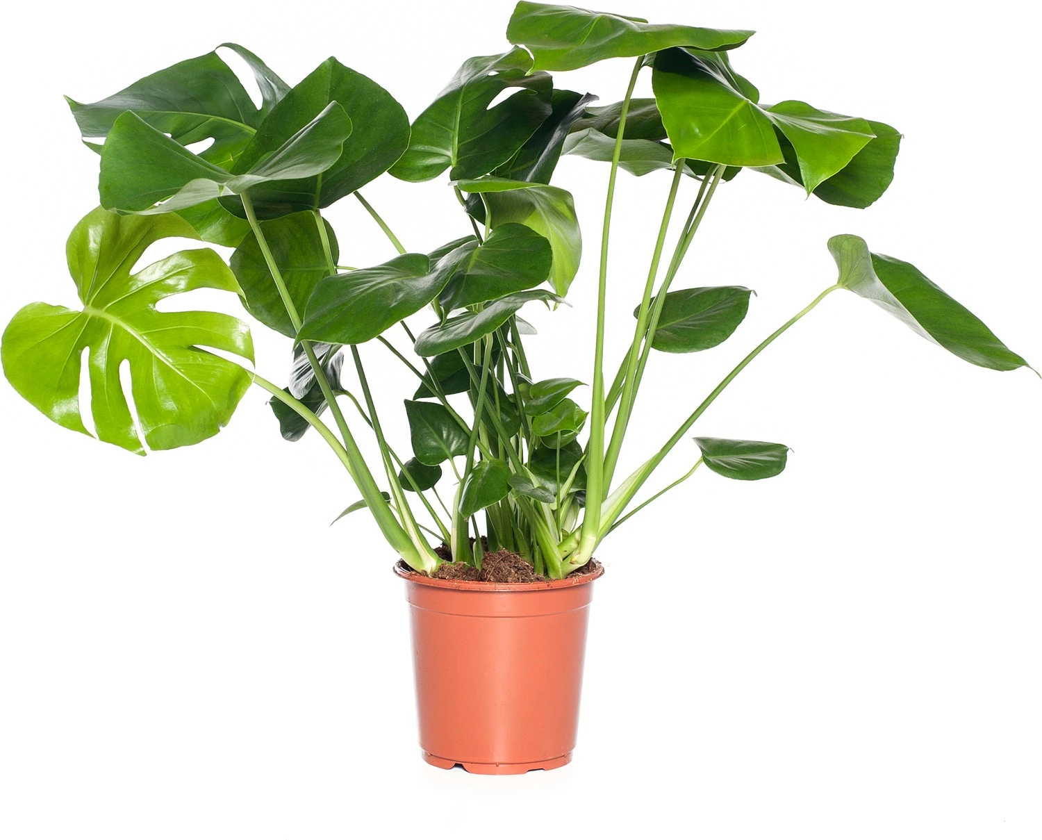 Gatenplant (Monstera Delicosa) D 21 H 75 Cm 3 Gatenplant (Monstera Delicosa) D 21 H 75 Cm