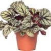 Bladbegonia (Begonia Rex (MC) 'Fedor') D 13 H 20 Cm -Groene Bloom Winkel 8717263115809 1