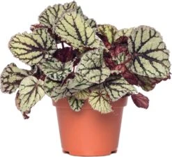 Bladbegonia (Begonia Rex (MC) 'Fedor') D 13 H 20 Cm