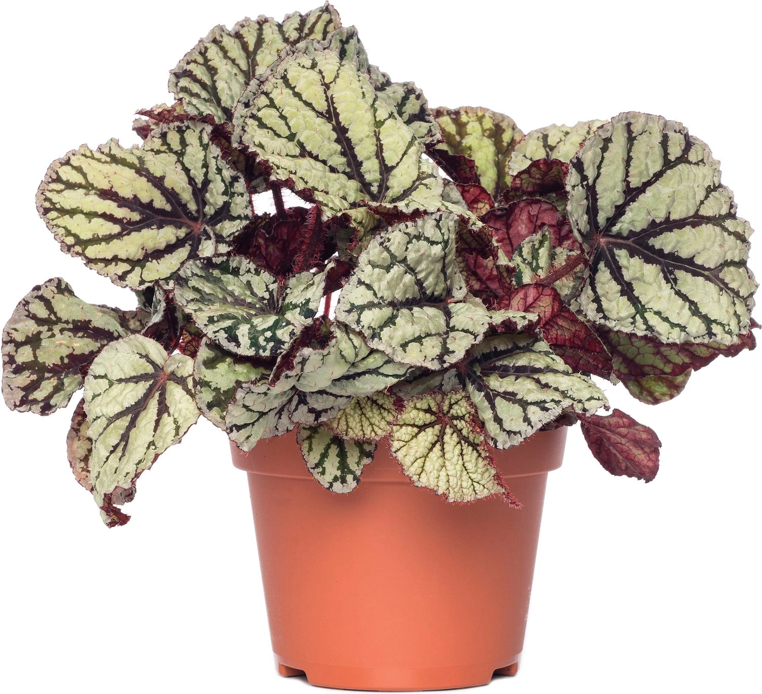 Bladbegonia (Begonia Rex (MC) 'Fedor') D 13 H 20 Cm 3 Bladbegonia (Begonia Rex (MC) 'Fedor') D 13 H 20 Cm