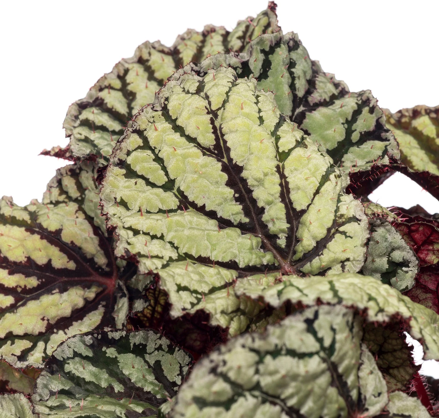 Bladbegonia (Begonia Rex (MC) 'Fedor') D 13 H 20 Cm 4 Bladbegonia (Begonia Rex (MC) 'Fedor') D 13 H 20 Cm - Afbeelding 2