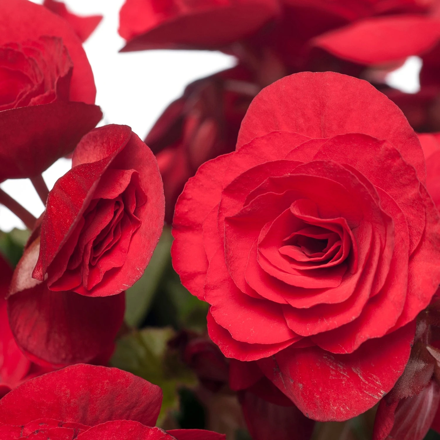 Begonia (Begonia Elatior 'Baladin') D 14 H 30 Cm 4 Begonia (Begonia Elatior 'Baladin') D 14 H 30 Cm - Afbeelding 2