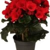 Begonia (Begonia Elatior 'Baladin') D 14 H 30 Cm -Groene Bloom Winkel 8717263115946 3 1