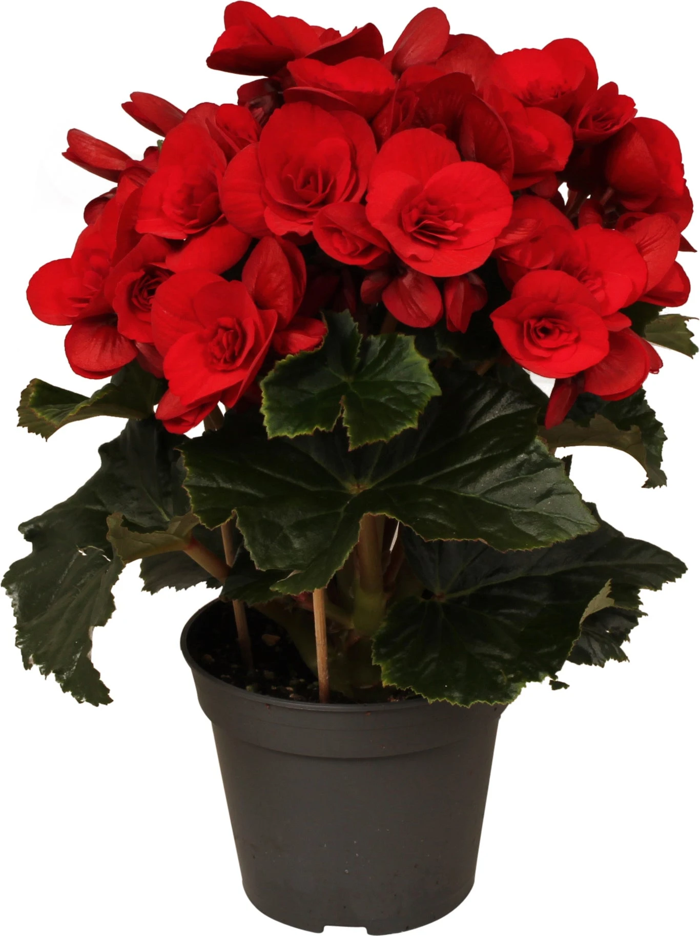 Begonia (Begonia Elatior 'Baladin') D 14 H 30 Cm 3 Begonia (Begonia Elatior 'Baladin') D 14 H 30 Cm